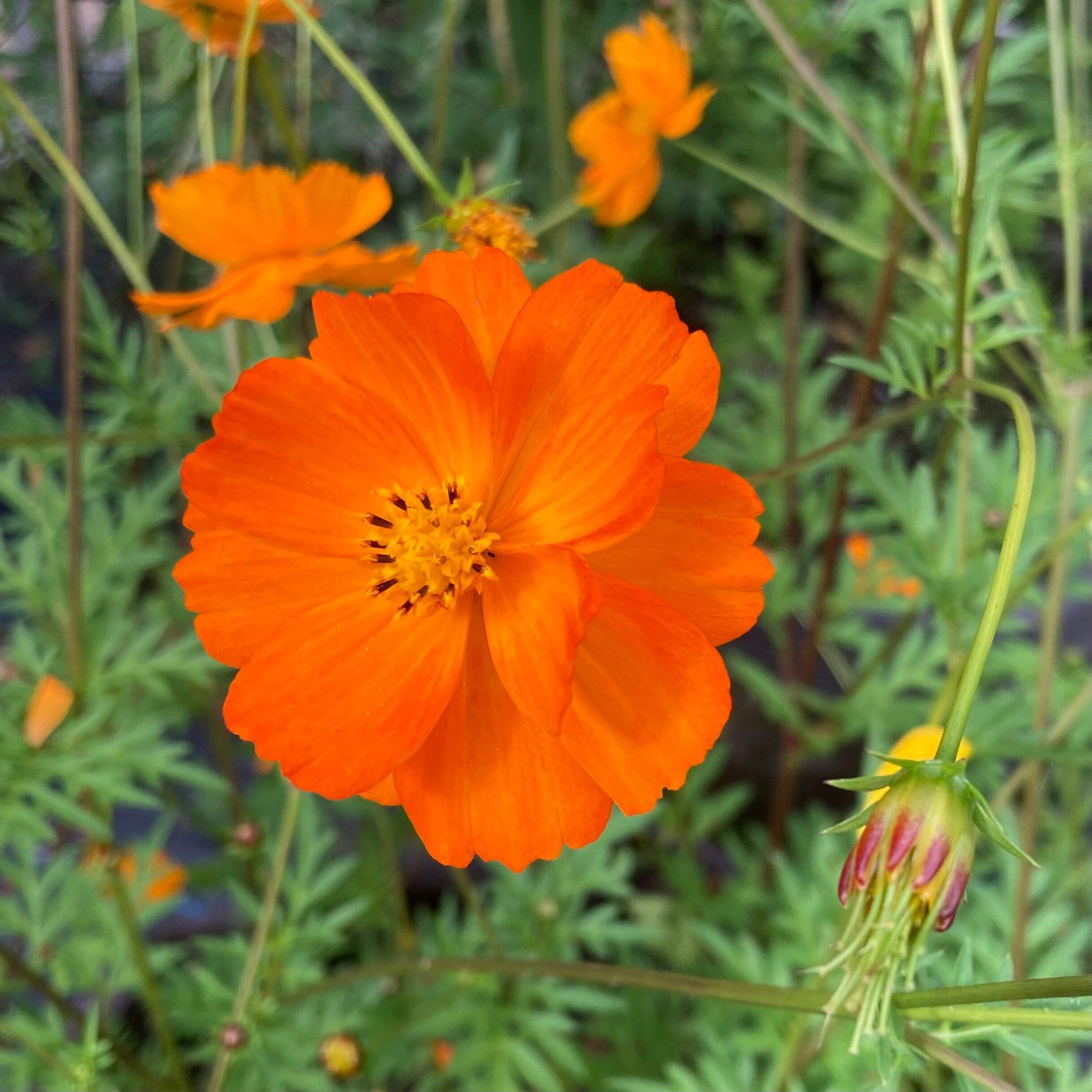 Orange Cosmos Seeds (Cosmos sulphureus) ~Dye Plant Wildflower Pollinator Garden