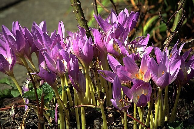Colchicum autumnale | Autumn Crocus | 20 Seeds