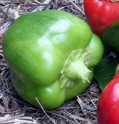 60+ Keystone Resistant Giant Bell Pepper Seeds – Non-GMO