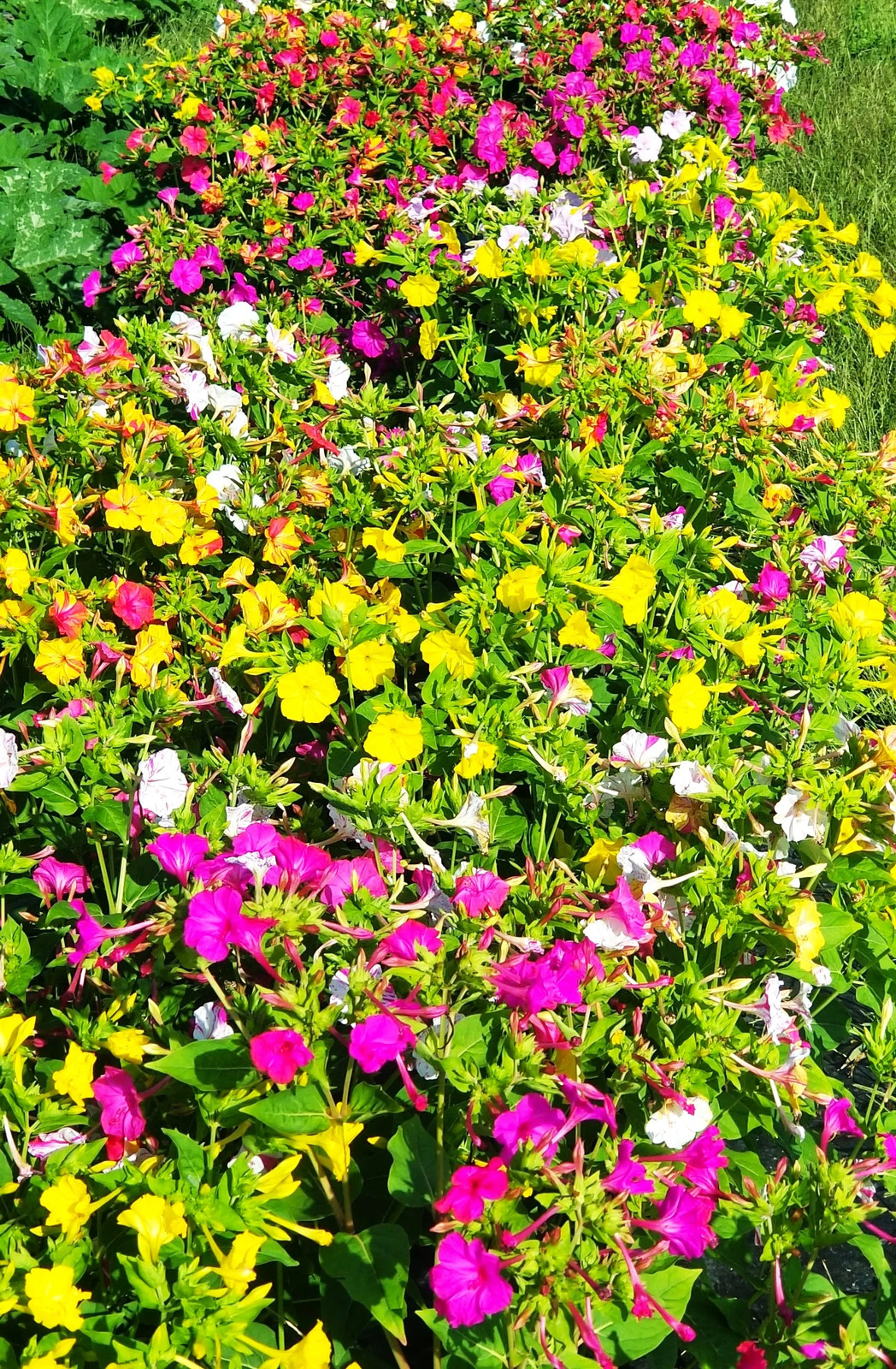 Solid Colors Mix Four O’ Clock Seeds | Mirabilis Rainbow Mixed Flower Seed 2025