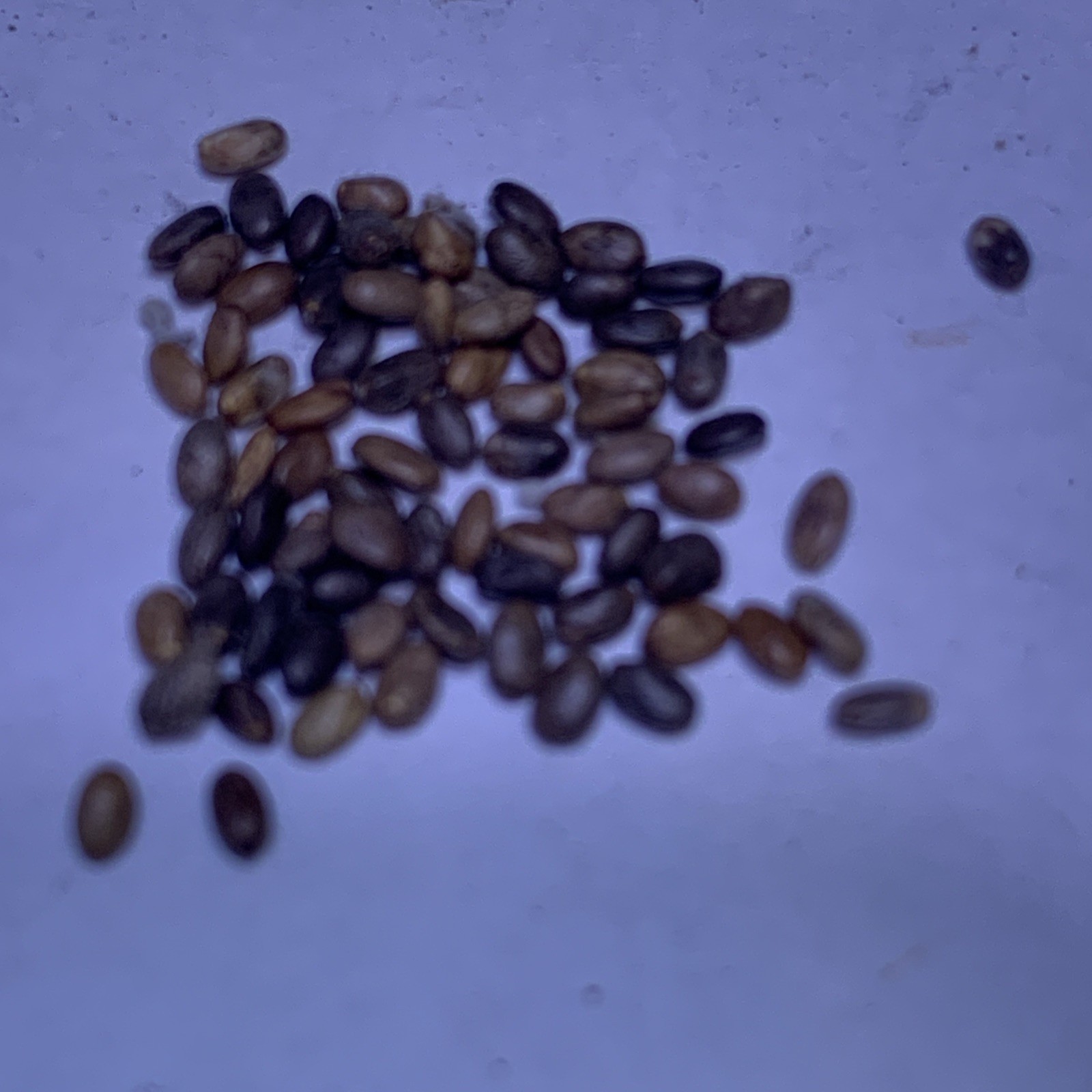 MealyCup