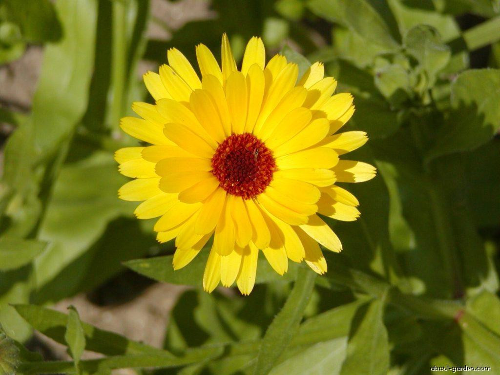 4500+ Seeds 1oz=29g CALENDULA officinalis, ORGANIC, Edible Flowers, Medicinal
