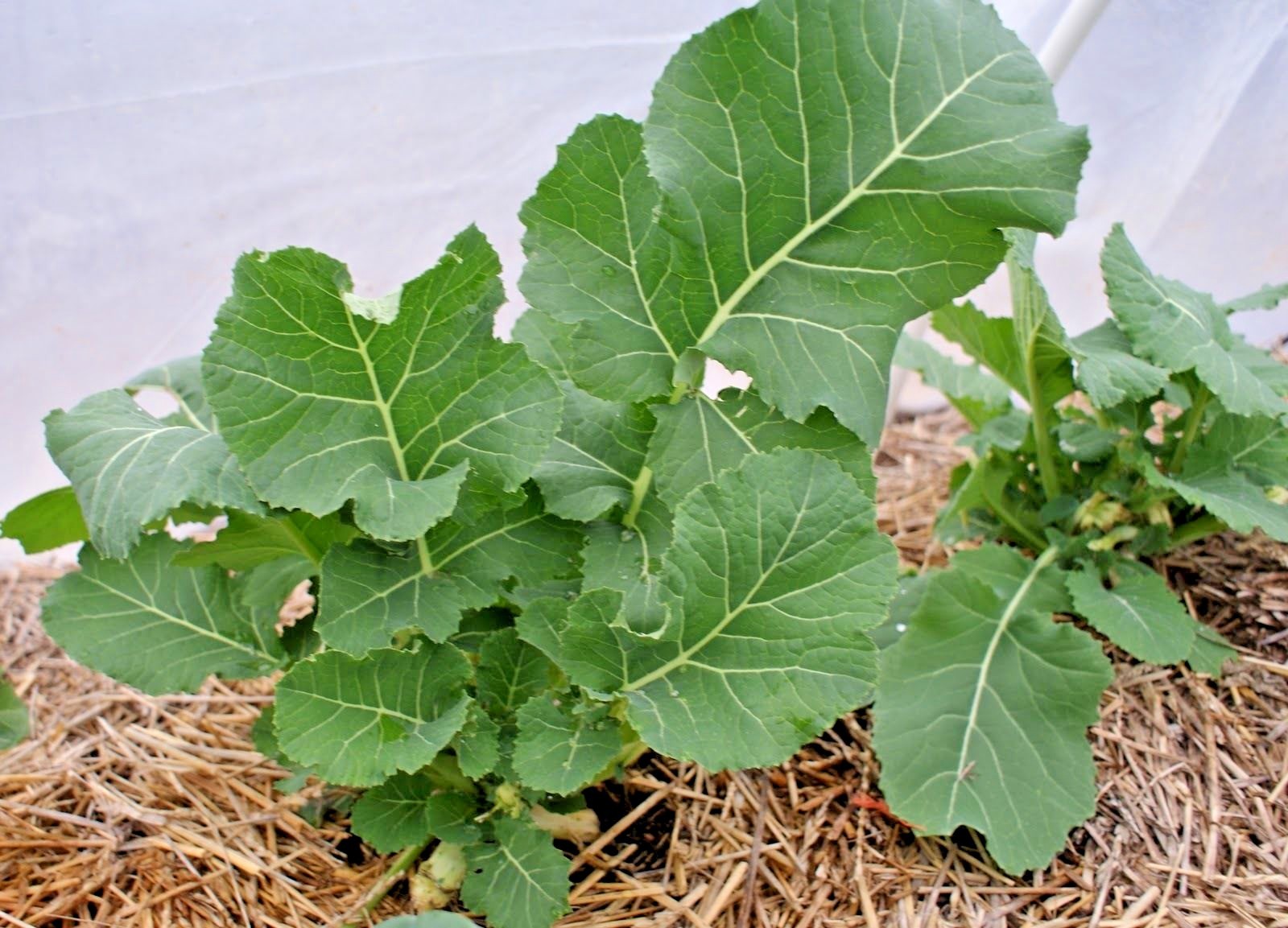 600+VATES COLLARD GREENS Seeds Heat Frost Tolerant Slow Bolt Garden Container
