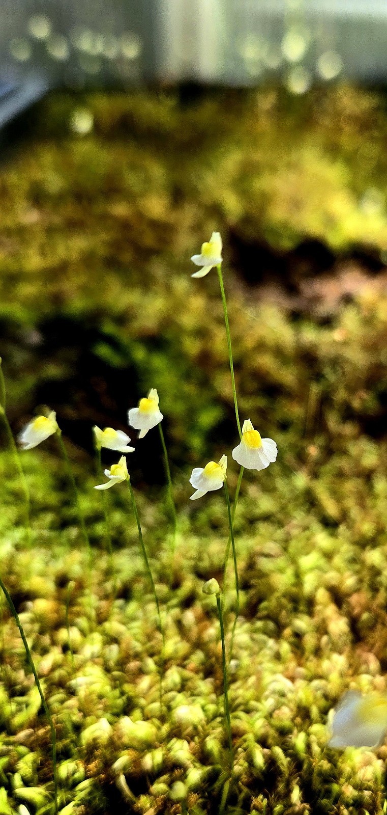 BLADDERWORT 3 PACK- (LIVE) Blanchetii, Subulata, Bisquamata