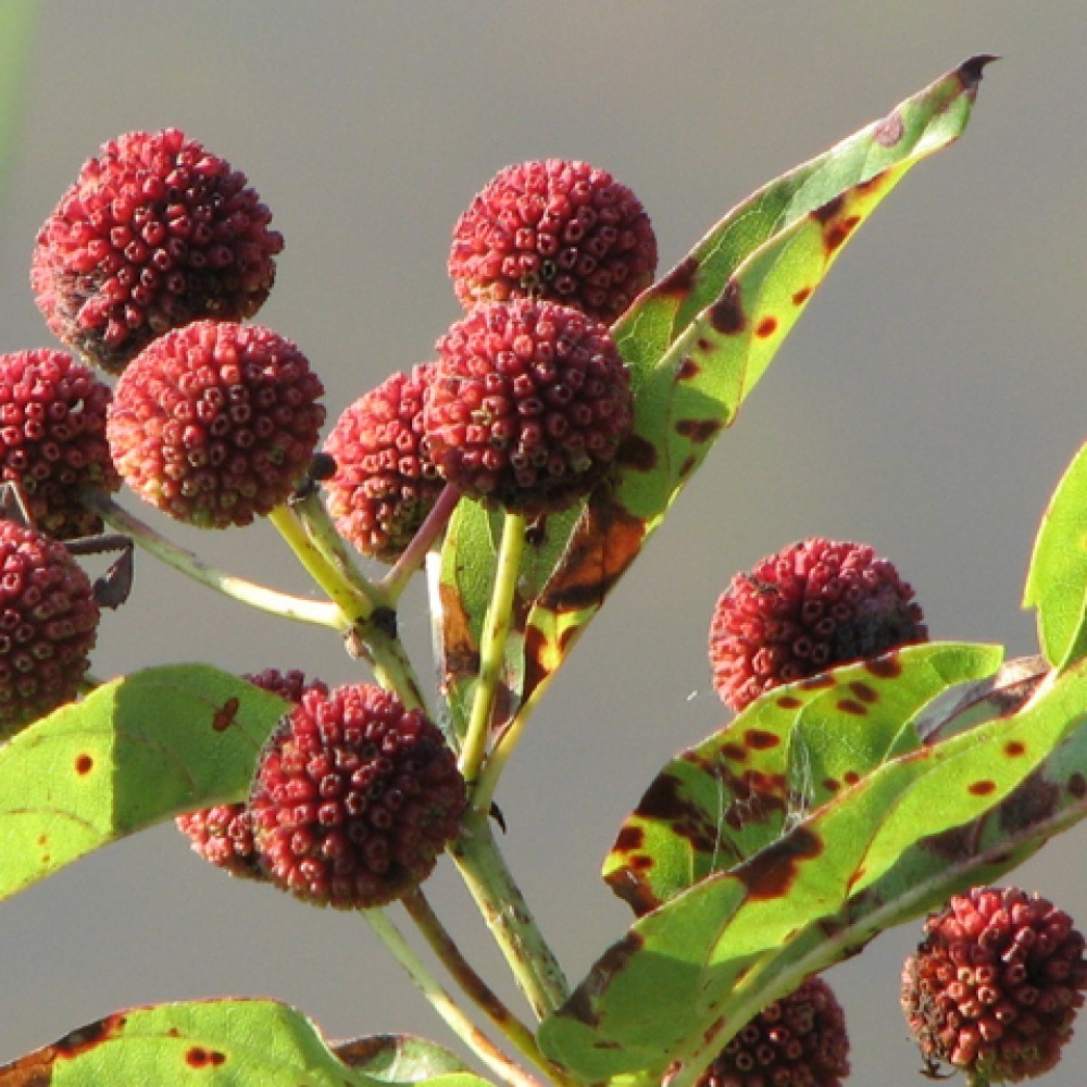BUTTON BUSH Cephalanthus Occidentalis – 10+ SEEDS. NO-DS