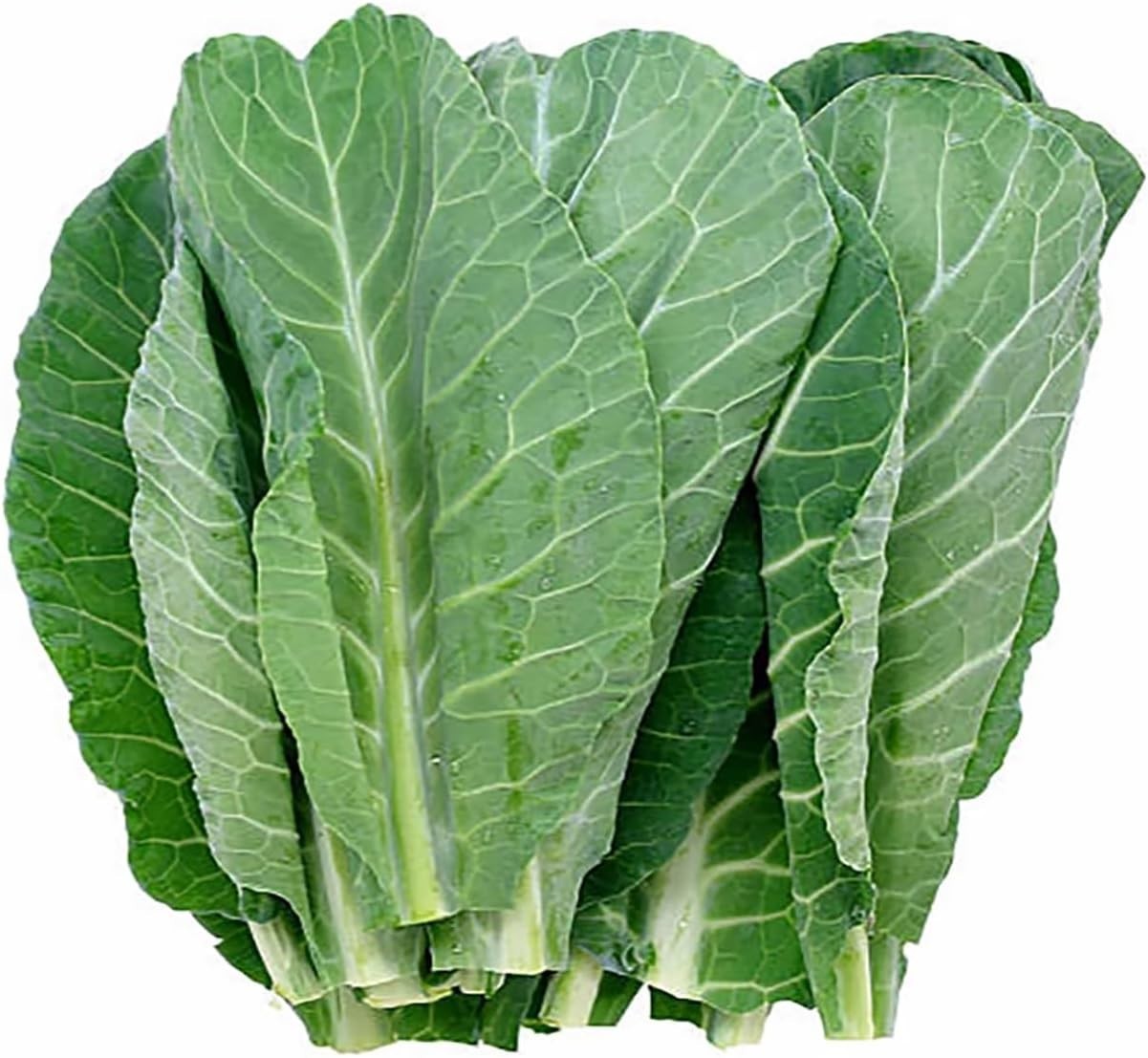 Heirloom Vegetable Seeds Dark Blue Green Collards for Spring and Summer Planting