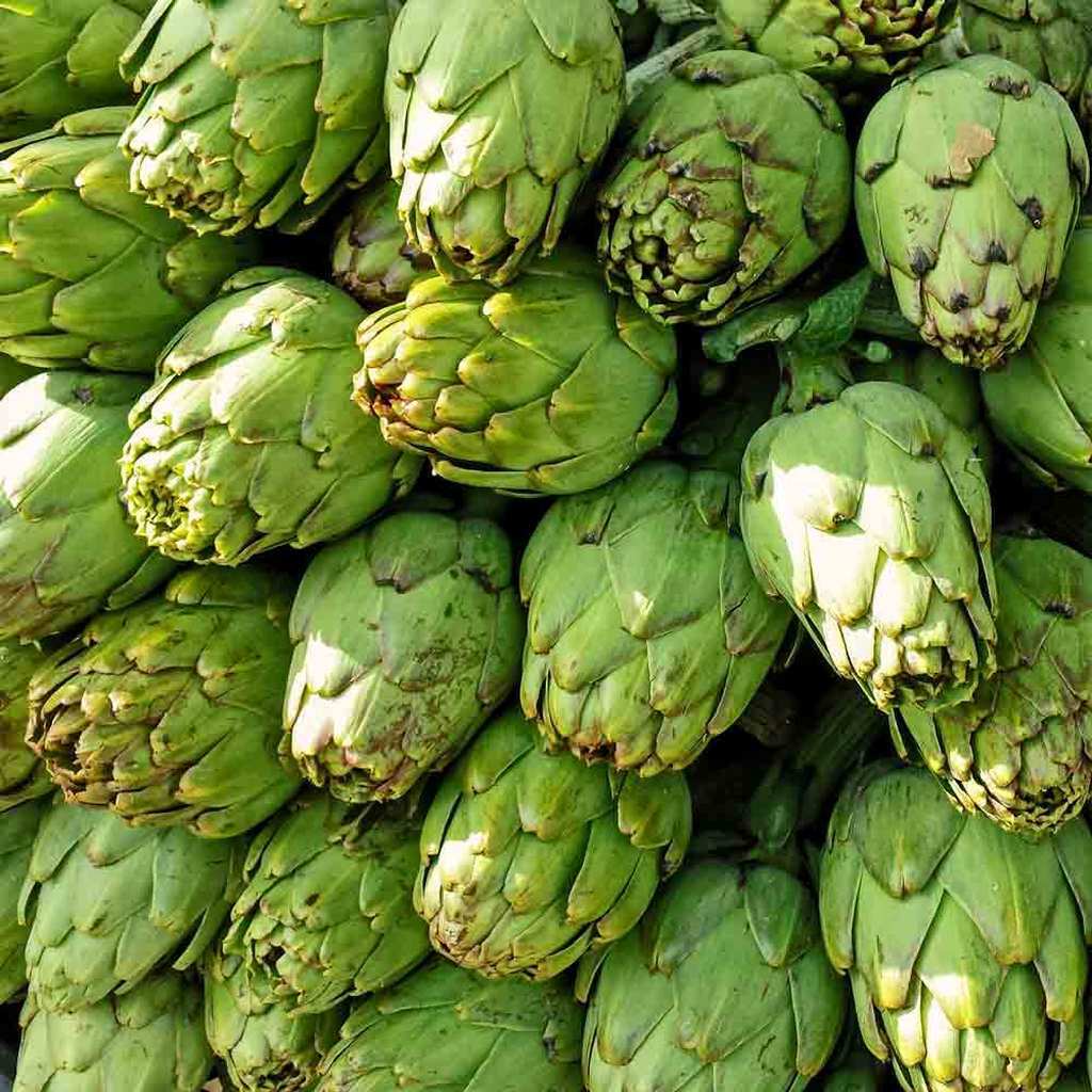 Artichoke Seeds 25 Green Globe Vegetable Garden NON-GMO USA FREE SHIPPING