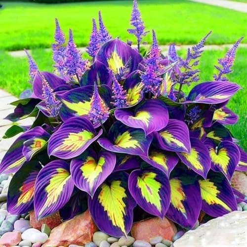 290+ Perennial Hostas for Planting, Low Maintenance Rich Foliage, Heart Hosta