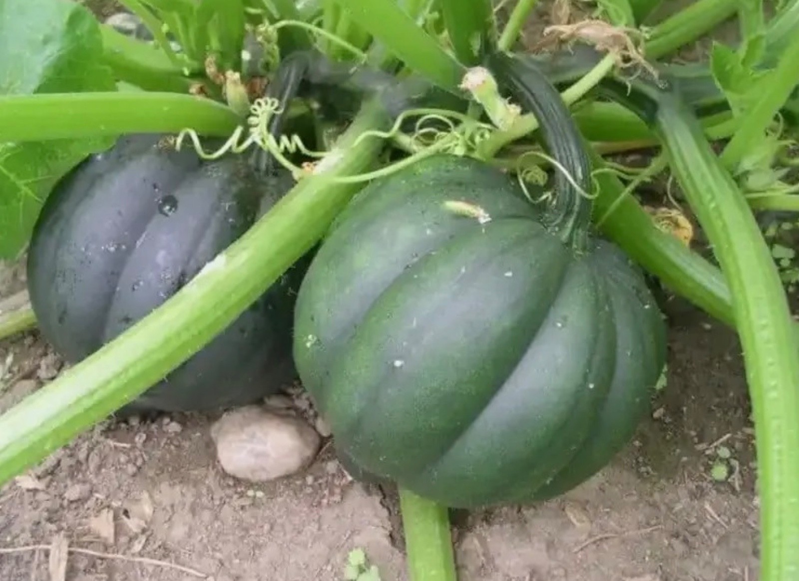 Fresh Table Queen Acorn Squash Seeds, Winter Organic Heirloom, 2026 🇺🇸U.S.A.