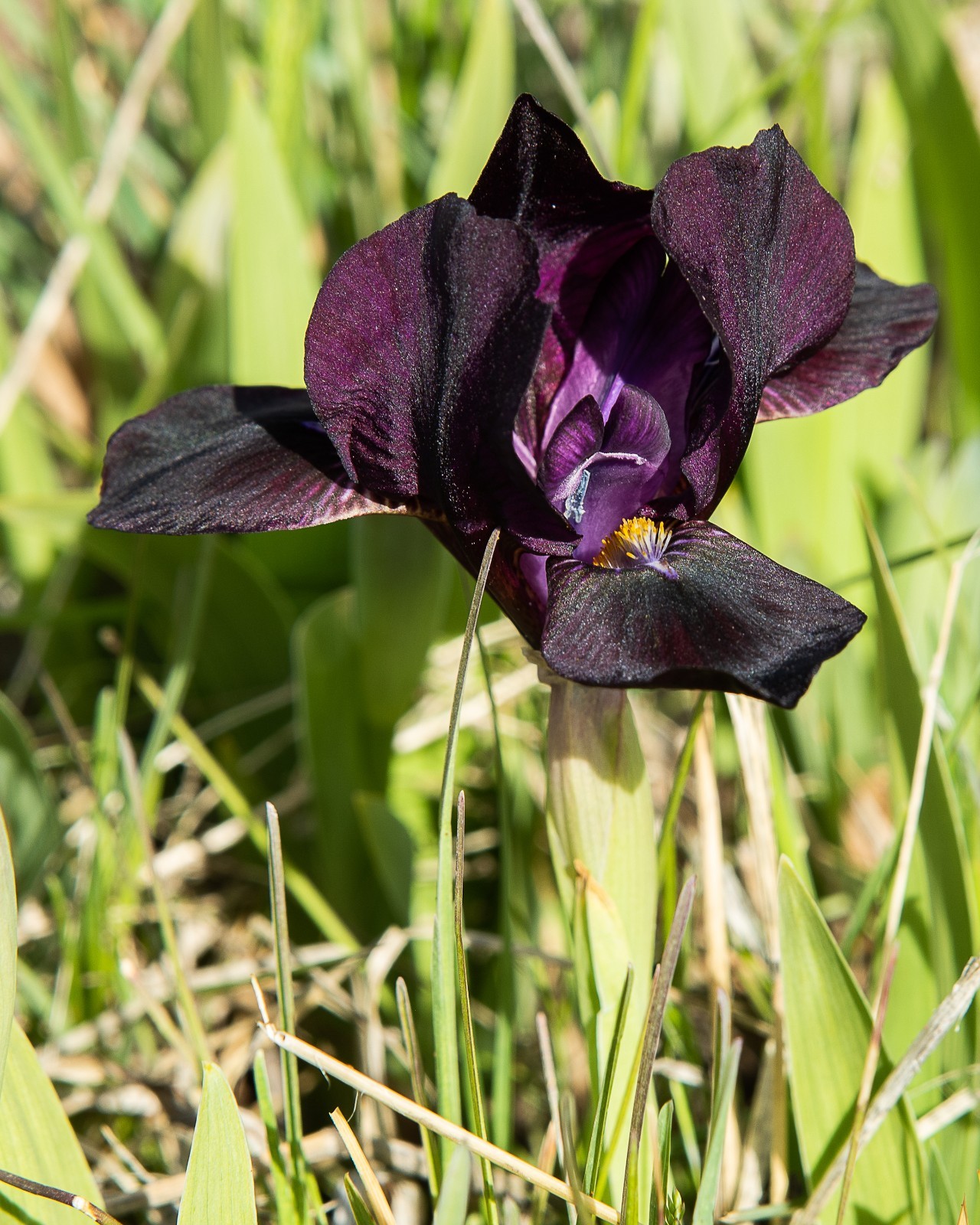 **BLACK STALLION** Dwarf Bearded Iris. Freshly Dug, Combined Ship: Jul/Sep