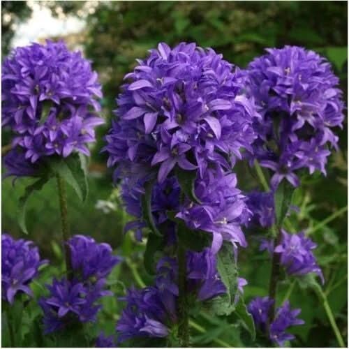 3 – Bellflower Superba Seeds For Planting (Campanula glomerata) 1,000 Seeds
