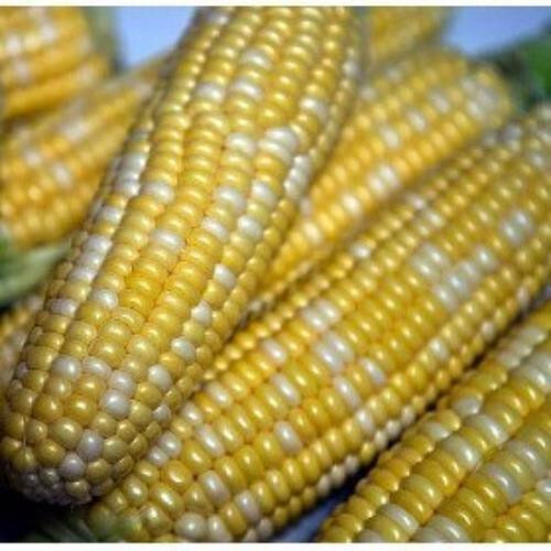 Ambrosia sweet corn seed, , up to 1 lb. FREE SHIP