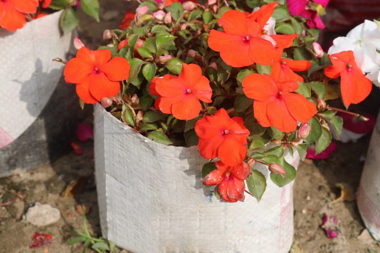 50 DWARF ORANGE IMPATIENS Walleriana Sun or Full Shade Flower Seeds *Flat Ship
