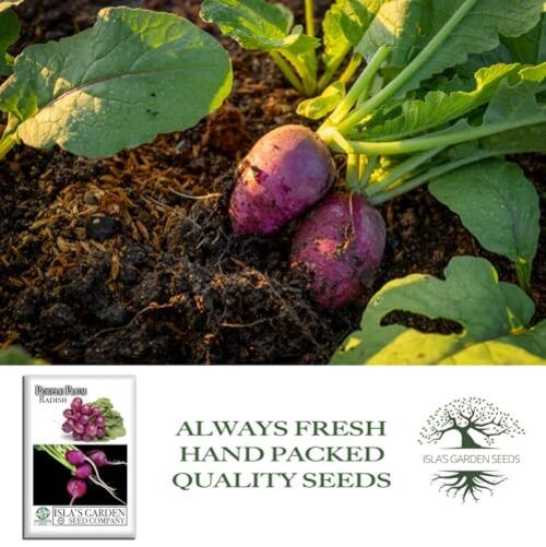 Purple Plum Radish Seeds (Raphanus sativus) – 150+ Heirloom Non-GMO Seeds by