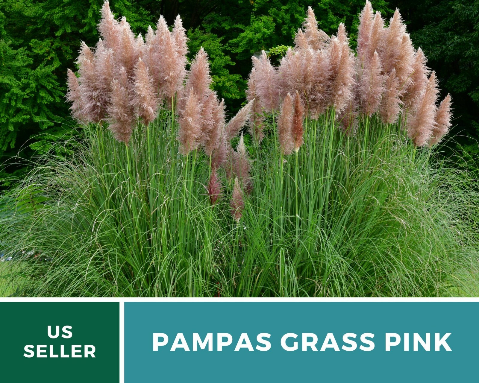 Pampas Grass, Pink – 100 Seeds (Cortaderia selloana)