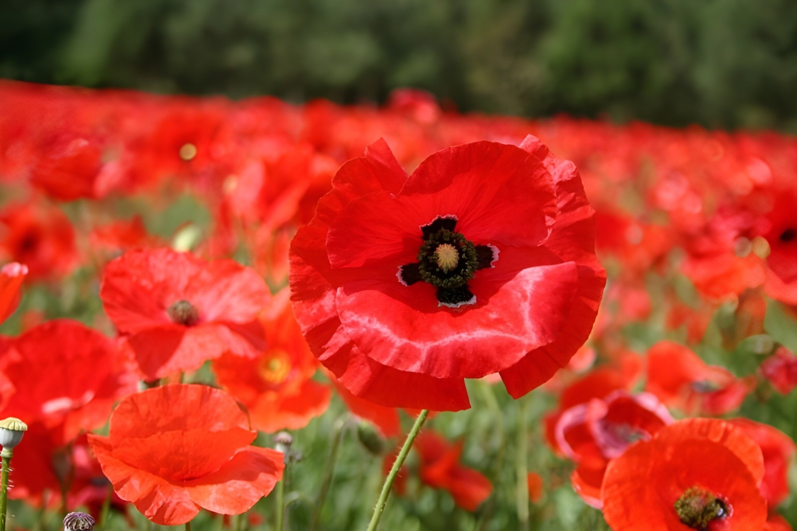 5,000 – 225,000 Wildflower Red Corn – Flanders Poppy Seeds (Papaver Rhoeas) Bulk