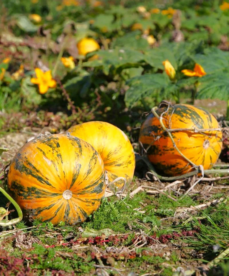 Kakai Hulless Pumpkin Seeds | Naked Seed DeShelled Styrian Pumpkins Seed 2025