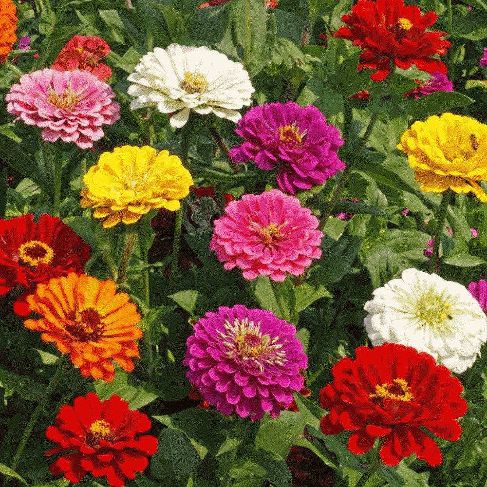 California Giant Mix Zinnia Seeds | Huge Rainbow Multi Colorful Flower Seed 2024