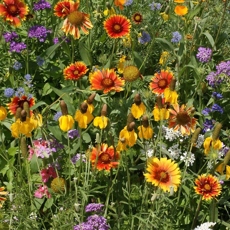 Western Wildflower Mix Seeds, 19 Stunning and Beautiful Species, FREE SHIPPING