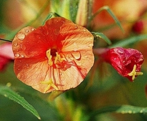 Oenothera versicolor Sunset Boulevard Evening Primrose 10 seeds