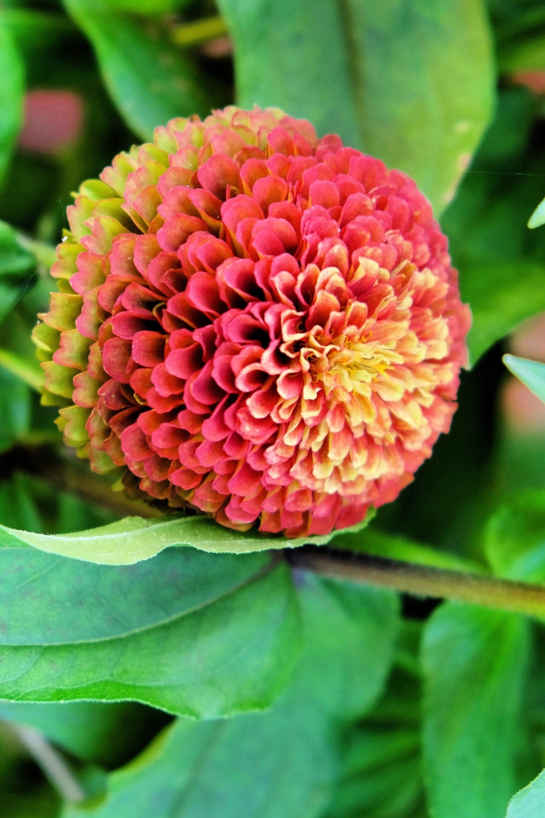 25 RED LIME QUEENY ZINNIA Elegans Green Queen Flower Seeds