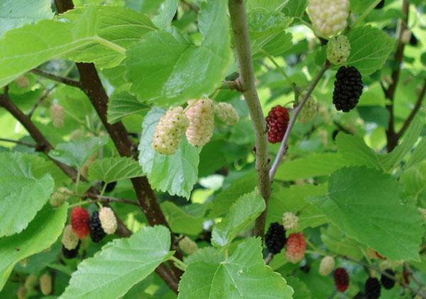 Morus nigra | Blackberry | Black Mulberry | Persian Mulberry | 10 Seeds