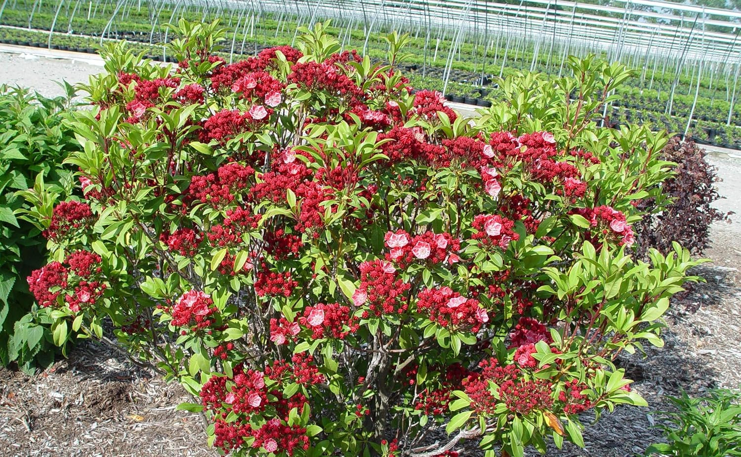 Kalmia LAT. ‘Raspberry Glow’ (Mountain Laurel) Evergreen, Raspberry Pink Flowers