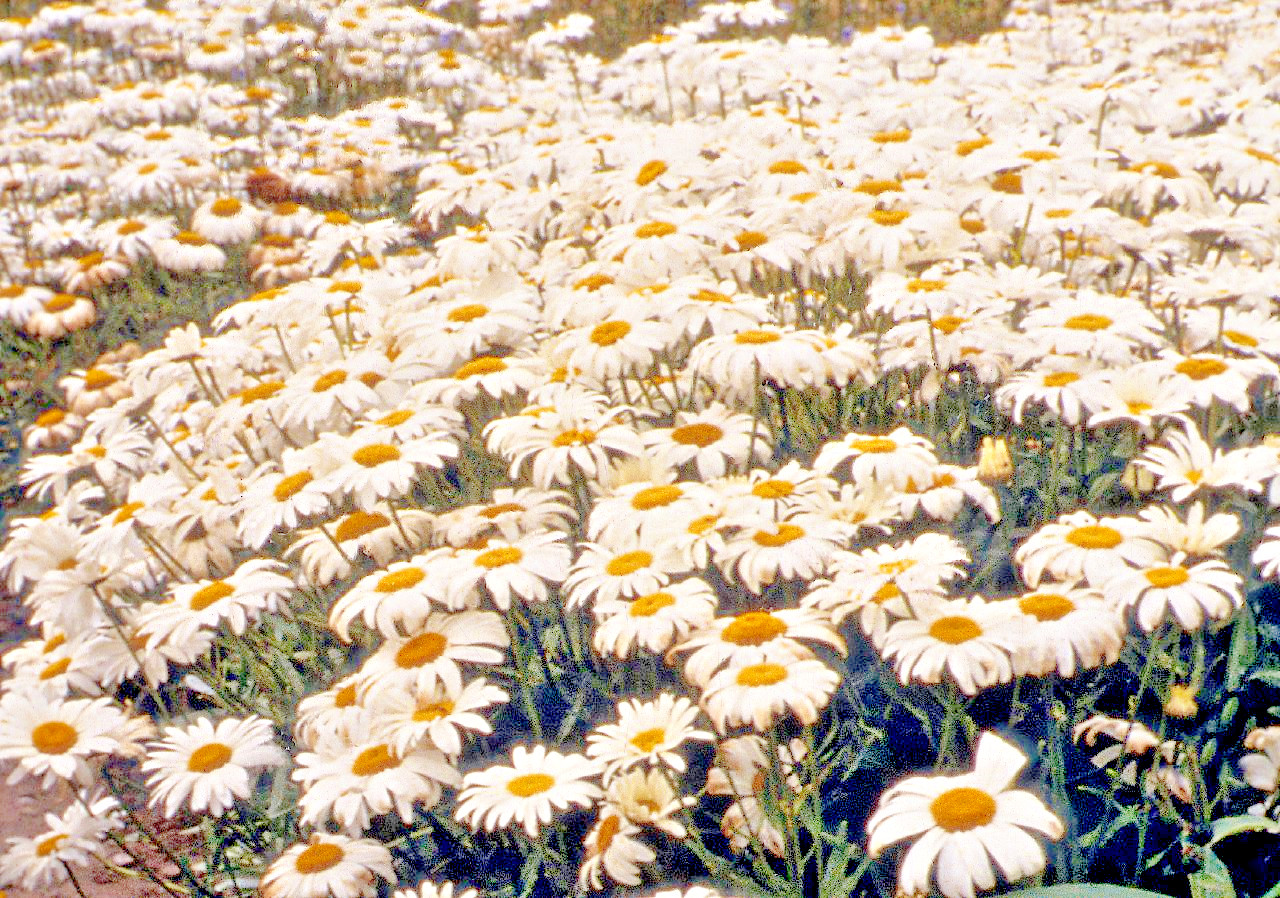 301+SILVER PRINCESS Seeds Dwarf Shasta Daisy Cut Flowers Container Garden Easy