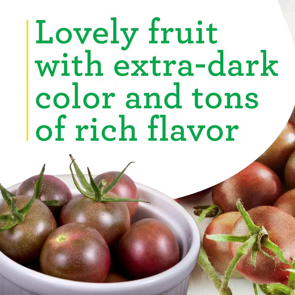 19.3 Oz. Black Cherry Tomato Plant, (2-Pack)