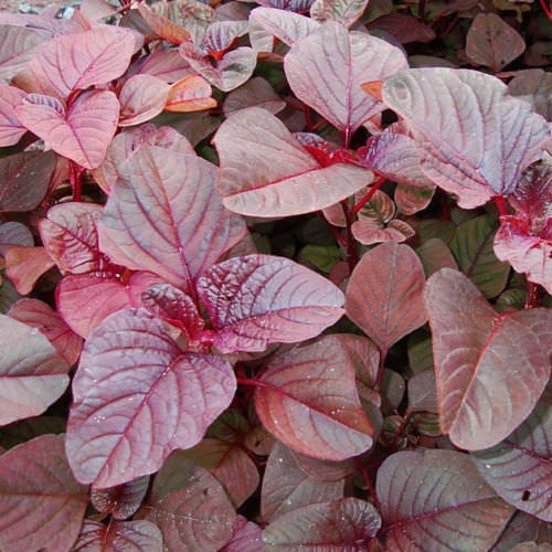 Red Amaranth Seeds – Lal Shak (লাল শাক) – High‑Quality Seeds for Planting