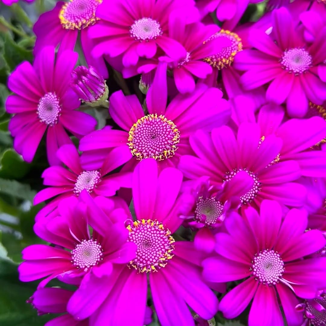 1000 Pieces Cineraria Flower Seeds,Winter to Spring Blooming, 10-20 Days Germ…