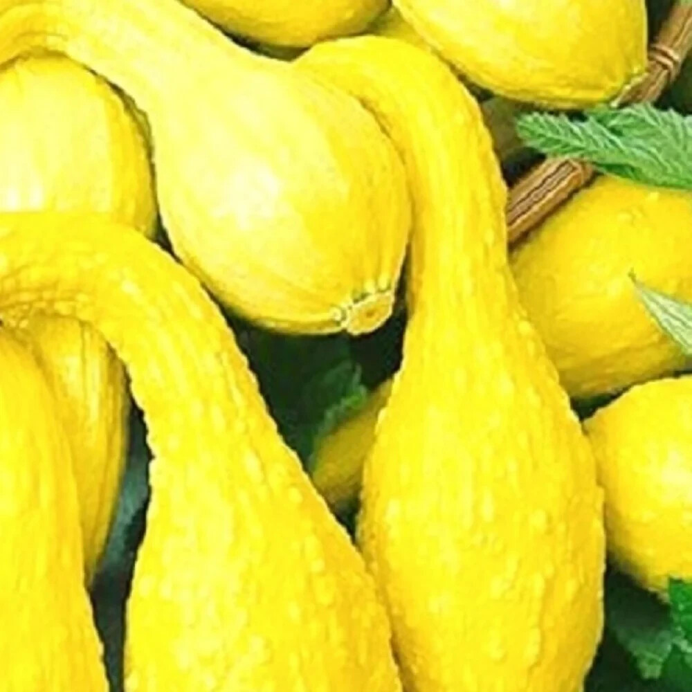 25+ Yellow Crookneck Squash Seeds – Golden Summer — Heirloom – NON GMO -#85