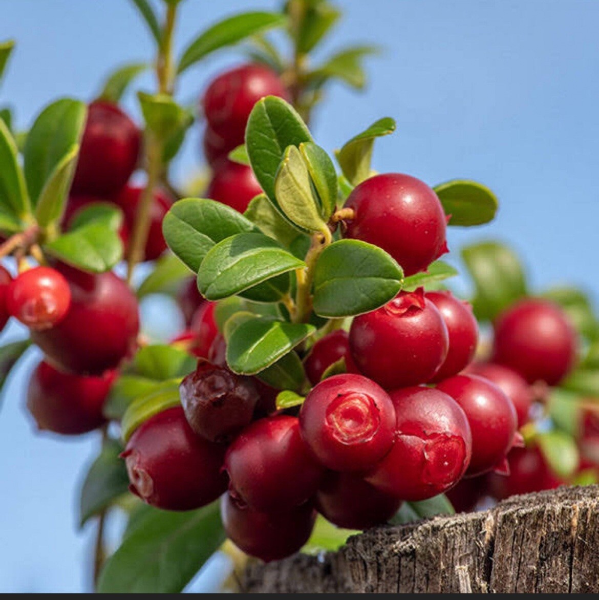 Linnea Lingonberry plant, well rooted plant 2-4 inches tall