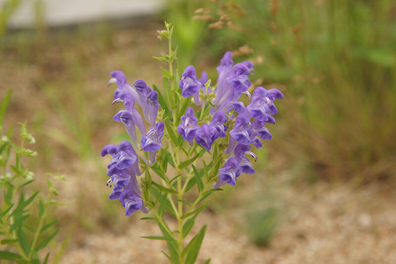 250 Scutellaria baicalensis Seeds – Baikal Scullcap Seeds – Medicinal Herb