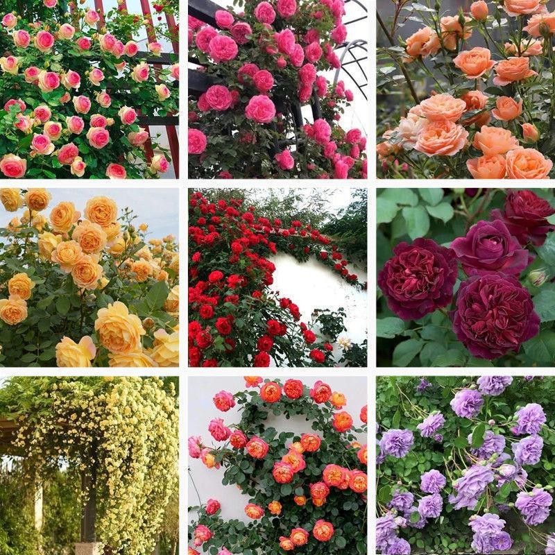 100Pcs Rare Mixed Climbing Rose Seeds Perennial Vine Flower Wall Garden Trellis