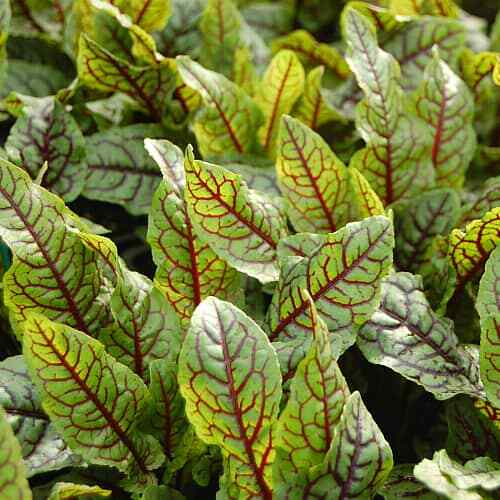 Red Veined Sorrel Seeds | Non-GMO | Herb Seeds | Seed Store | Free Shipping 1162