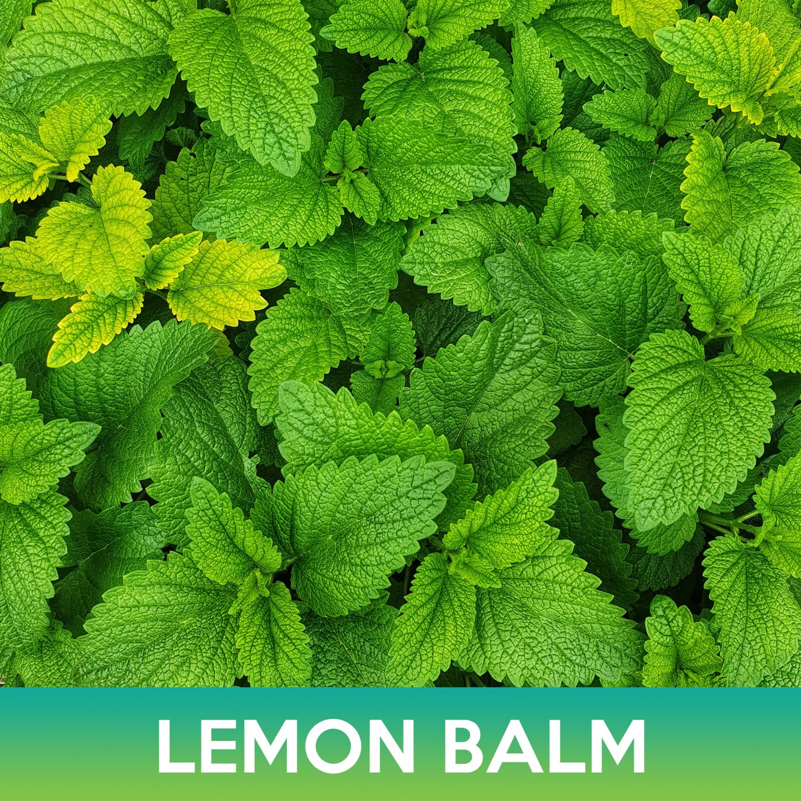 Lemon Balm Seed, Melissa Officinalis