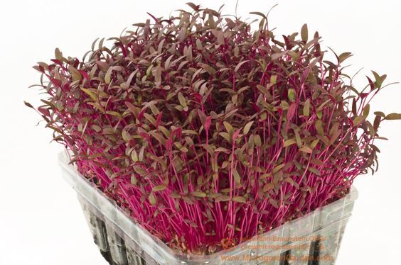500 RED GARNET AMARANTH Seeds-Non GMO-Organic-Open Pollinated