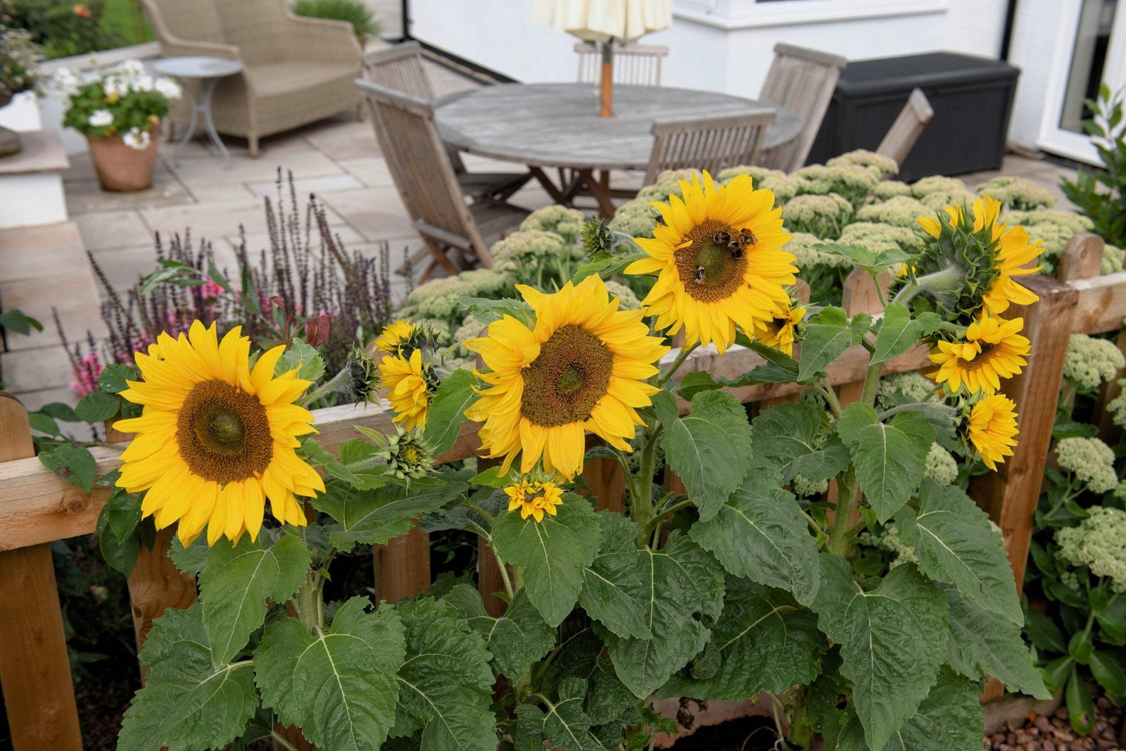 25 Dwarf SUNSPOT SUNFLOWER Helianthus Annuus Flower Seeds