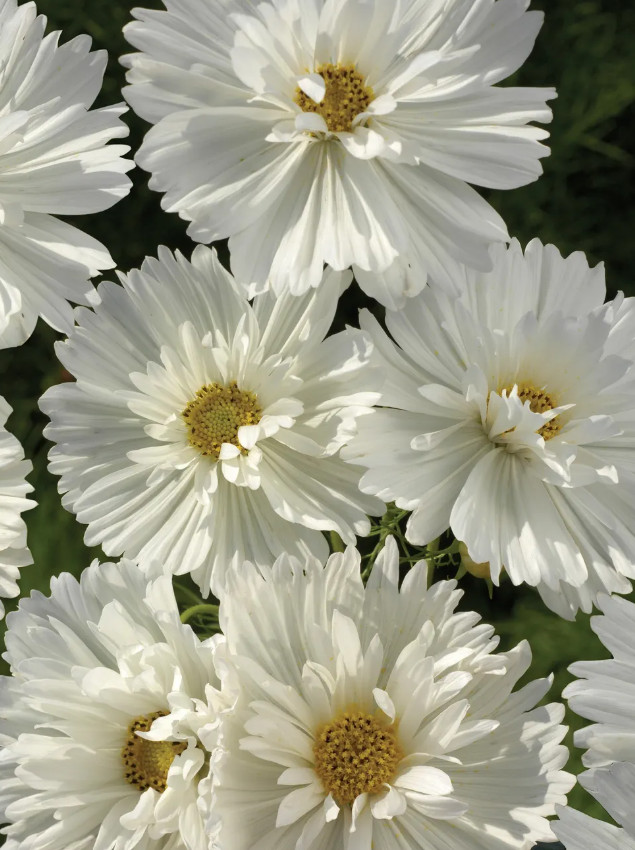 Cosmos PSYCHE WHITE Unique White Blossoms Butterflies Bees Non-GMO 100 Seeds