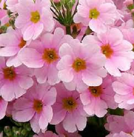 100 Primrose Seeds Primula Malacoides Pink FAIRY PRIMROSE