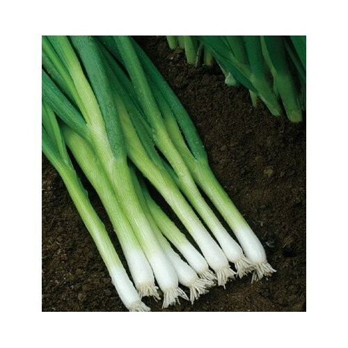 200+ Evergreen White Bunching Onion Seeds, Open-Pollinated NON-GMO, Fresh Seeds 