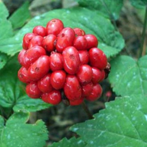 10 LB’s American Ginseng Seed Grow your own Wild Ginseng. Wild Ginseng Seed