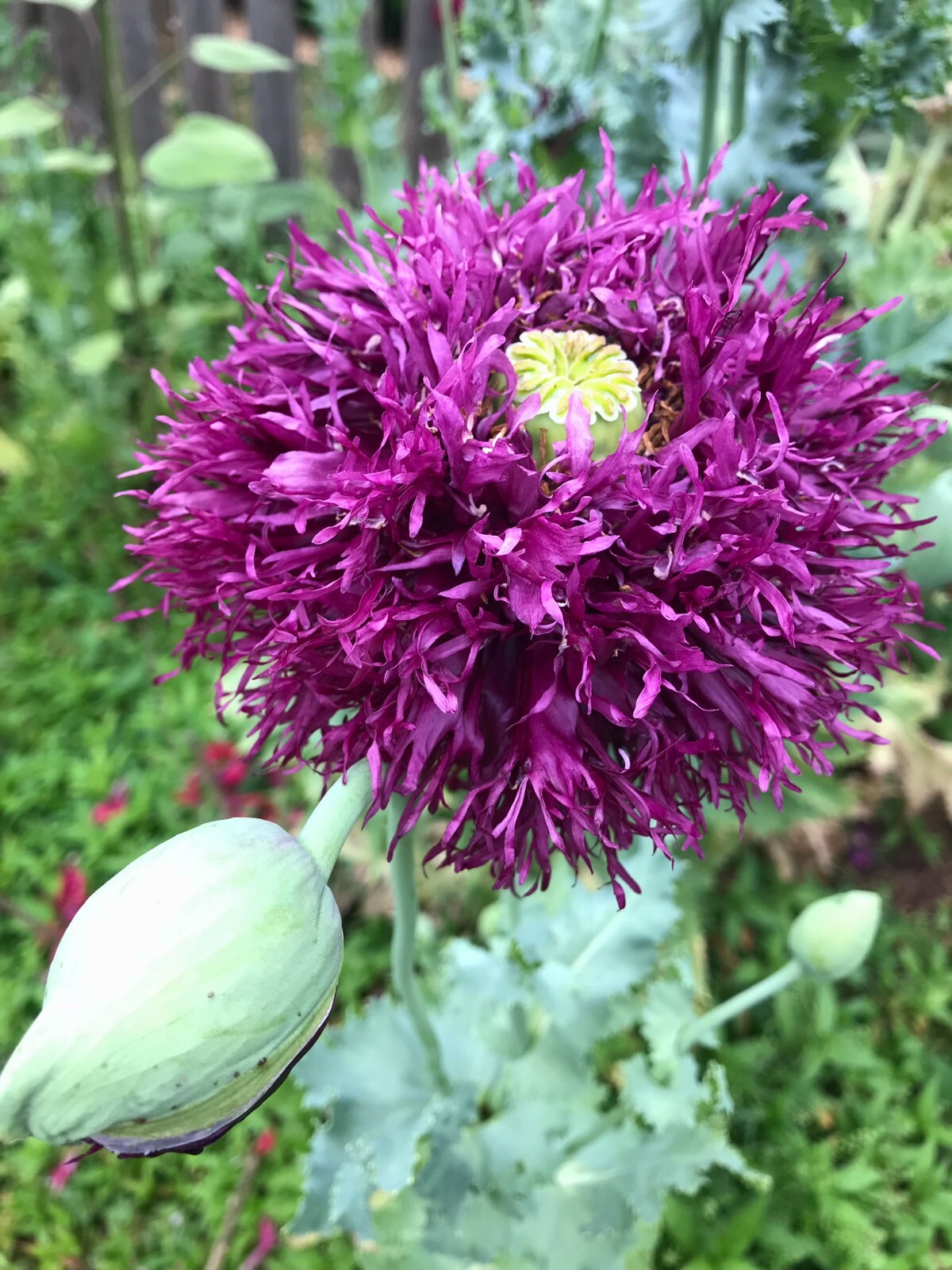 Poppy PERKY PEONY Mixed Colors Breadseed Double Blooms USA Organic 500 Seeds
