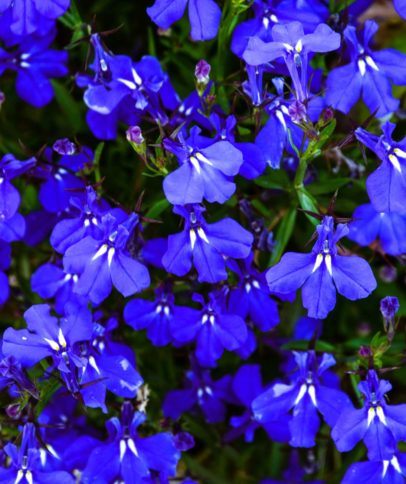 200 BLUE & WHITE HALF MOON LOBELIA Erinus Flower Seeds *Comb S/H