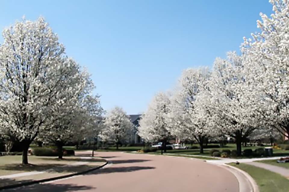 Bradford Pear, (Callery Pear), Pyrus calleryana, Tree Seeds