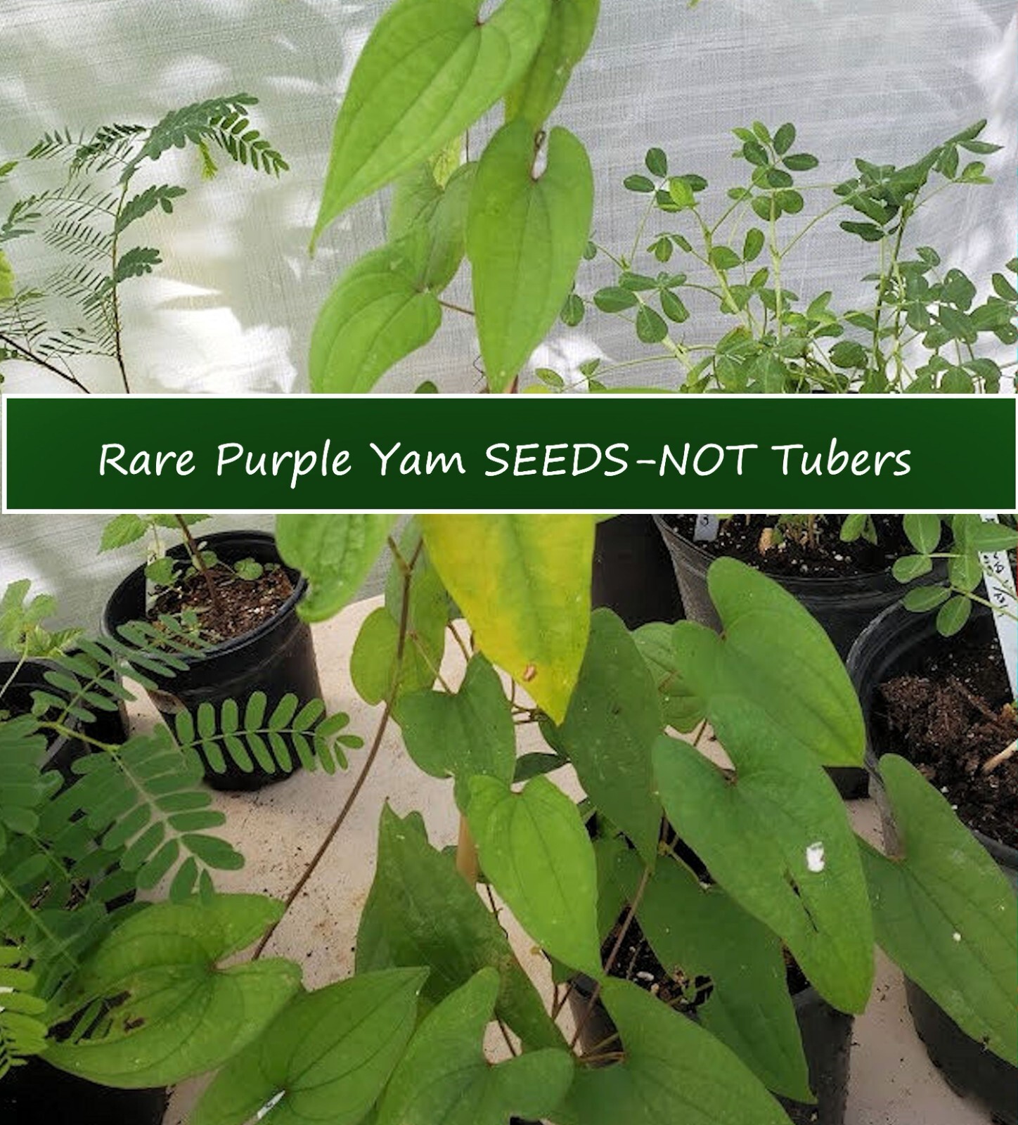 Tropical Garden SEEDS-NOT Tubers- Purple Yam-20 Rare Seeds Dioscorea alata