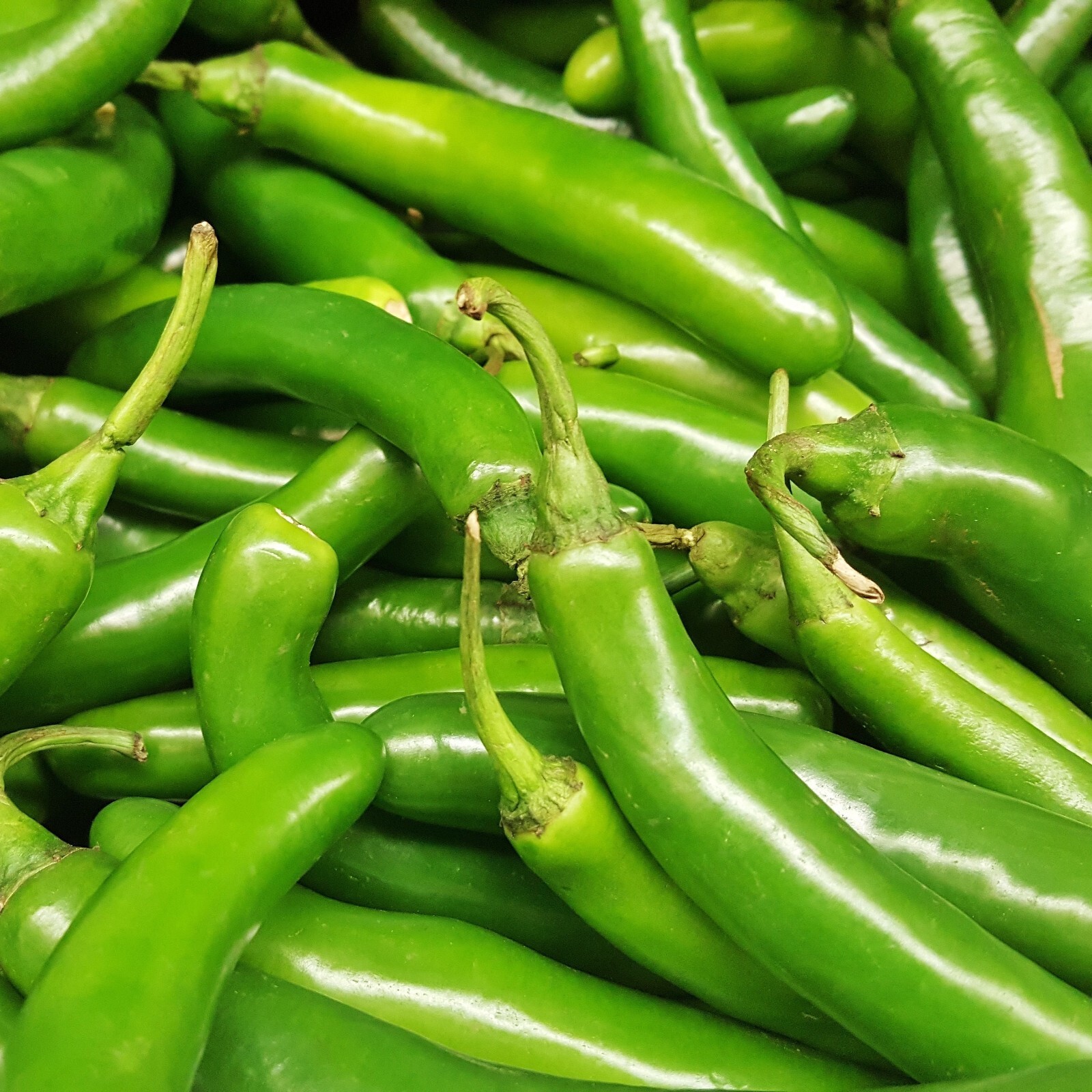 Serrano Pepper Seeds, Productive Plant, Hot Pepper, Non-GMO, Free Shipping