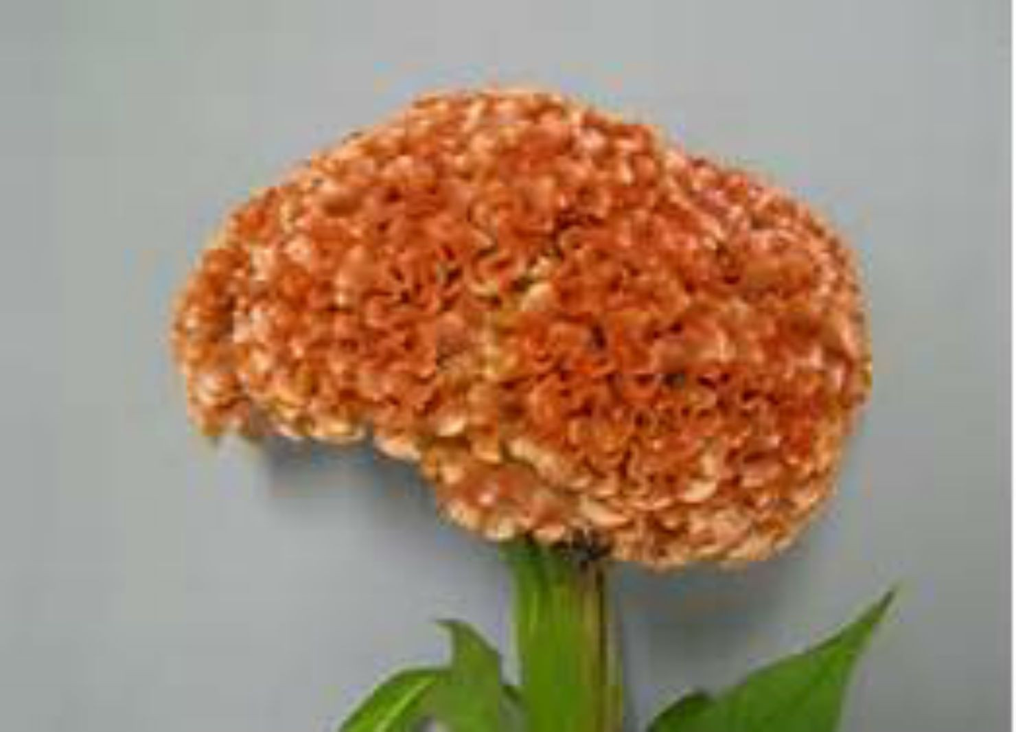HUGE Brain Celosia CRAZY MIXED COLORS 100 Seeds Comb. S/H OLD AMISH PLANT