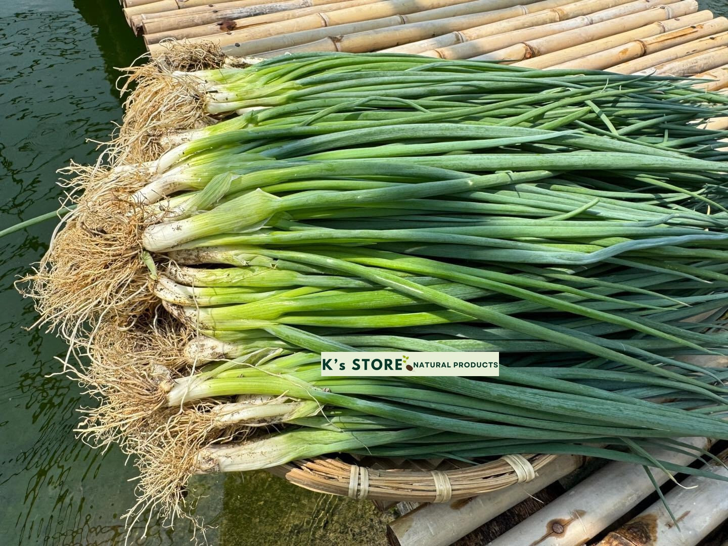 White Bunching Onion Seeds, Scallions, NON-GMO, Heirloom, FREE SHIPPING
